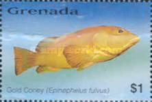 Gold coney (Epinephelus fulvus)