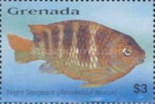 Night sergeant (Abudefduf taurus)