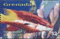 Cuban hogfish (Bodianus pulchellus)