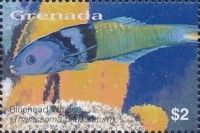 Bluehead wrasse (Thalassoma bifasciatum)