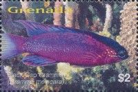 Black cap gramma (Gramma melacara)
