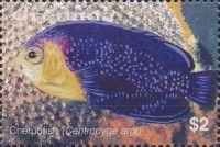 Cherubfish (Centropyge argi)