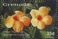Yellow Allamanda (Allamanda cathartica)