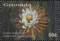 Queen of the Night (Selenicereus grandiflorus)