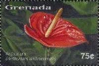 Anthurium (Anthurium andreanum)