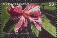 Oleander (Nerium indicum)