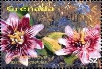 Blue Passion Flower (Passiflora caerulea)