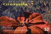 Poinsettia (Euphorbia pulcherrima)