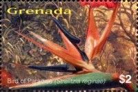 Bird of Paradise (Strelitzia reginae)