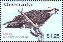 Osprey (Pandion haliaetus)