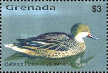 White-cheeked Pintail (Anas bahamensis)
