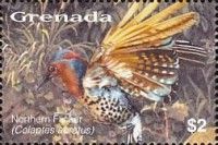 Northern Flicker (Colaptes auratus)
