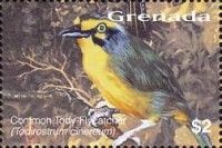 Common Tody-Flycatcher (Todirostrum cinereum) (see Descripti