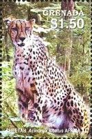 Cheetah (Acinonyx jubatus)