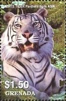 White tiger