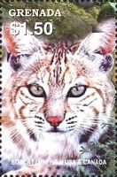 Bobcat