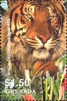 Bengal tiger