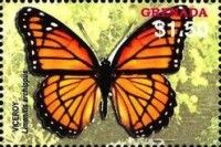 Viceroy (Limenitis archippus)