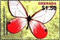 Glasswing satyr