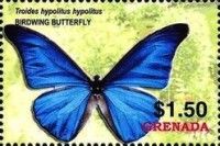 Birdwing (Triodes hypolitus hypolitus)