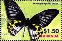 Ornithiotera goliath procus