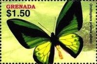 Ornithoptera priamus alberio