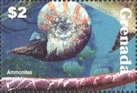 Ammonite