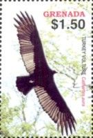 Turkey Vulture (Carthartes aura)