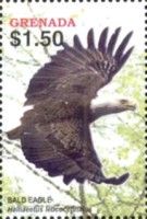 Bald Eagle (Halliaeetus leucocephalus)