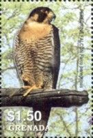 Peregrine Falcon (Falco peregrinus)