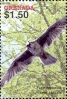 Prairie Falcon (Falco mexicanus)