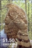 Northern Goshawk (Accipiter gentilis)