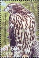 Cooper's Hawk (Accipiter cooperii)