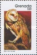 Barn Owl (Tyto alba)