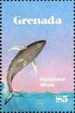 Humpback Whale (Megaptera novaeangliae)