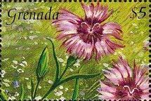 Aster sp.