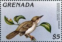 Barbados Yellow Warbler (Dendroica petechia) see description
