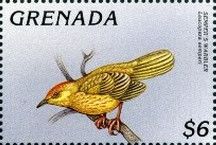 Semper's Warbler (Leucopeza semperi), see desciption