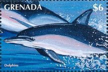 Common Dolphin (Delphinus delphis)