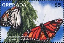 Monarch Butterfly (Danaus plexippus)