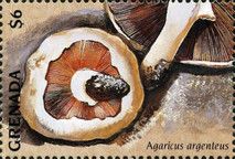 Agaricus argenteus.