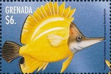 Long-nosed butterflyfish (Forcipiger flavissimus)