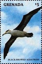 Black-browed Albatross (Thalassarche melanophris)