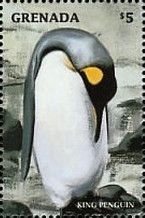 King Penguin (Aptenodytes patagonicus)