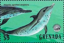 Atlantic Spotted Dolphin (Stenella frontalis)