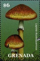 Lepiota acutesquamosa