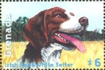 Irish Red and White Setter