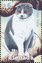 Scottish Fold