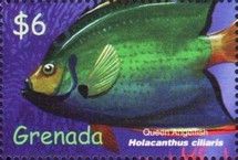 Queen angelfish