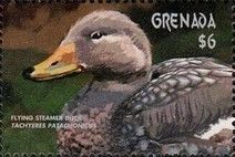 Flying Steamer Duck (Tachyeres patachonicus)